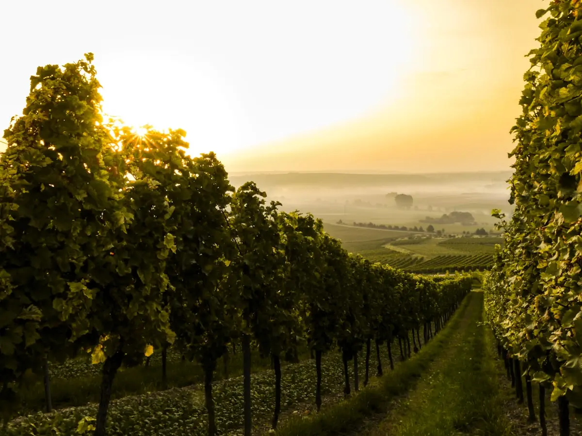 Hacienda San Ignacio — Colchagua Vineyard Estate 2